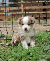CHIOT